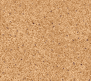 Grain-1