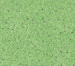 Grain-5
